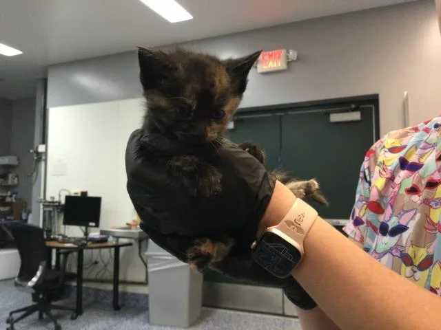 A baby small-sized female Domestic Short Hair cat named Daisy for adoption in Thousand Palms, CA