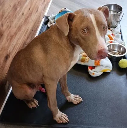An adult medium-sized male Terrier dog named Eli for adoption in West Memphis, AR