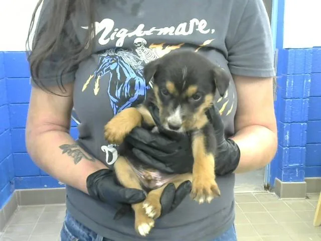 A baby small-sized male Australian Cattle Dog / Blue Heeler dog named Pudsey for adoption in Albuquerque, NM