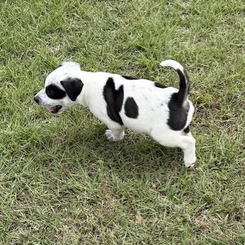 A baby small-sized female Black Cattle Dog dog named Marge for adoption in San Antonio, TX