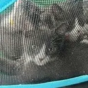 Blue  Orange  thumbnail 2