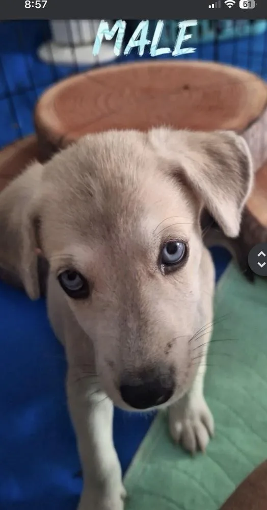 A baby medium-sized male Shepherd dog named Paul Newman for adoption in Lafayette, CO