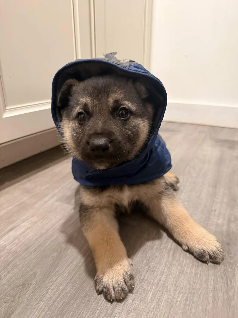 Champagne thumbnail 4