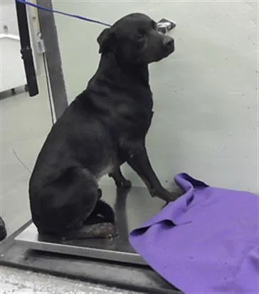 An adult medium-sized male Labrador Retriever dog named Hank for adoption in Houston, TX
