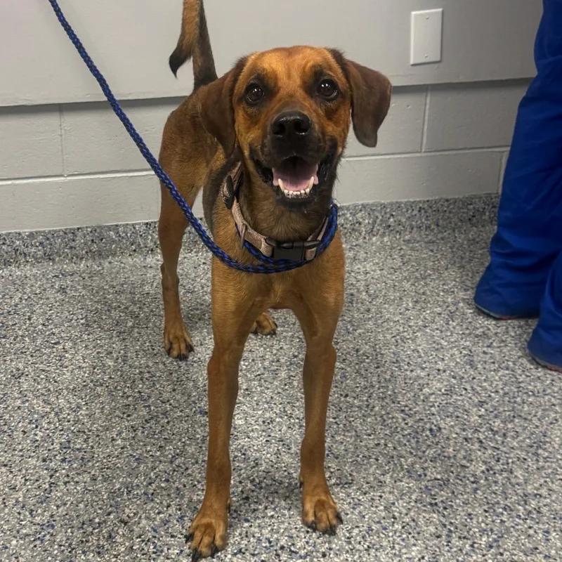 An adult medium-sized female Brown / Chocolate Mixed Breed dog named Dusse for adoption in Greenville, SC