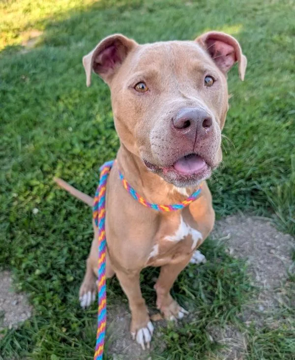 An adult large-sized male Pit Bull Terrier dog named Koda for adoption in Santa Rosa, CA