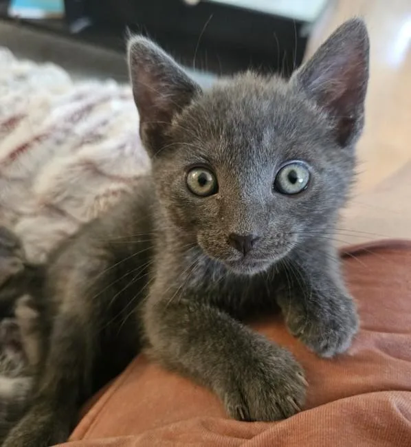 A baby small-sized male Domestic Short Hair cat named Ricky for adoption in Burbank, CA