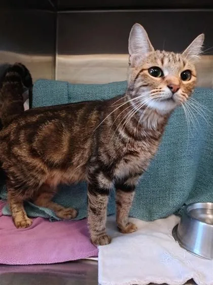 An adult small-sized female Domestic Short Hair cat named Bubblegum for adoption in Independence, MO
