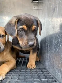 A baby medium-sized male Mixed Breed dog named Cookies for adoption in Dallas, TX