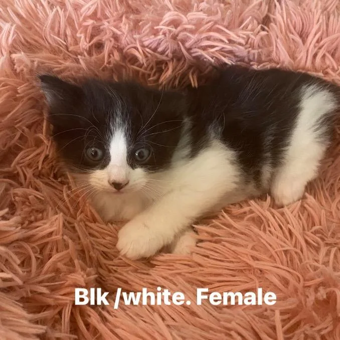 A baby small-sized female Black Domestic Short Hair cat named Roux for adoption in Long Beach, CA