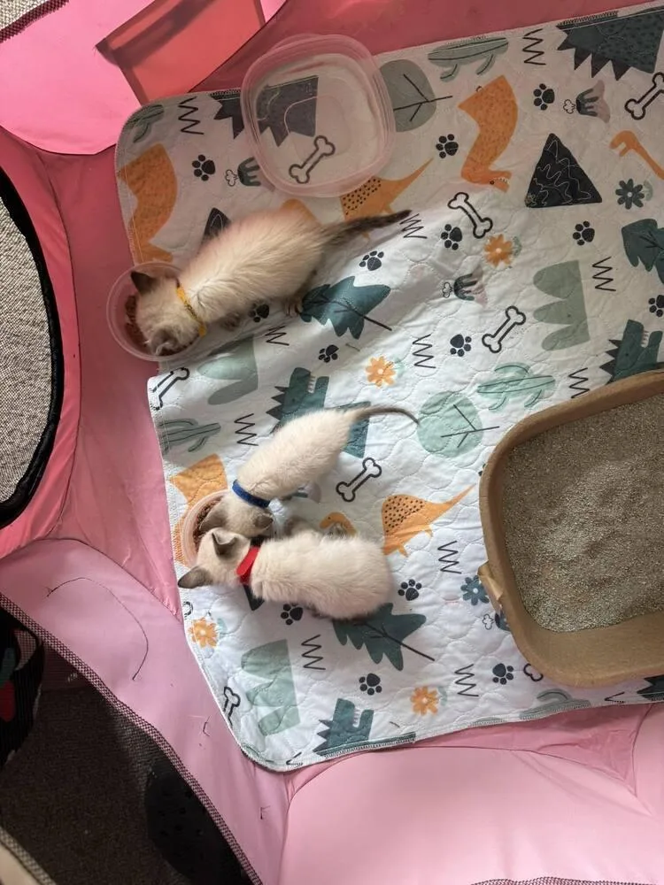 A baby small-sized male Siamese cat named Dewey IV for adoption in Austin, TX