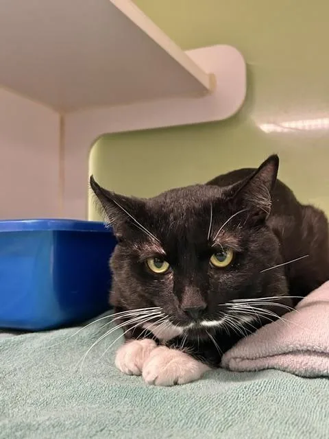 An adult medium-sized male Black & White / Tuxedo Domestic Medium Hair cat named Clawd Monet@ The Whisker for adoption in Muskegon, MI