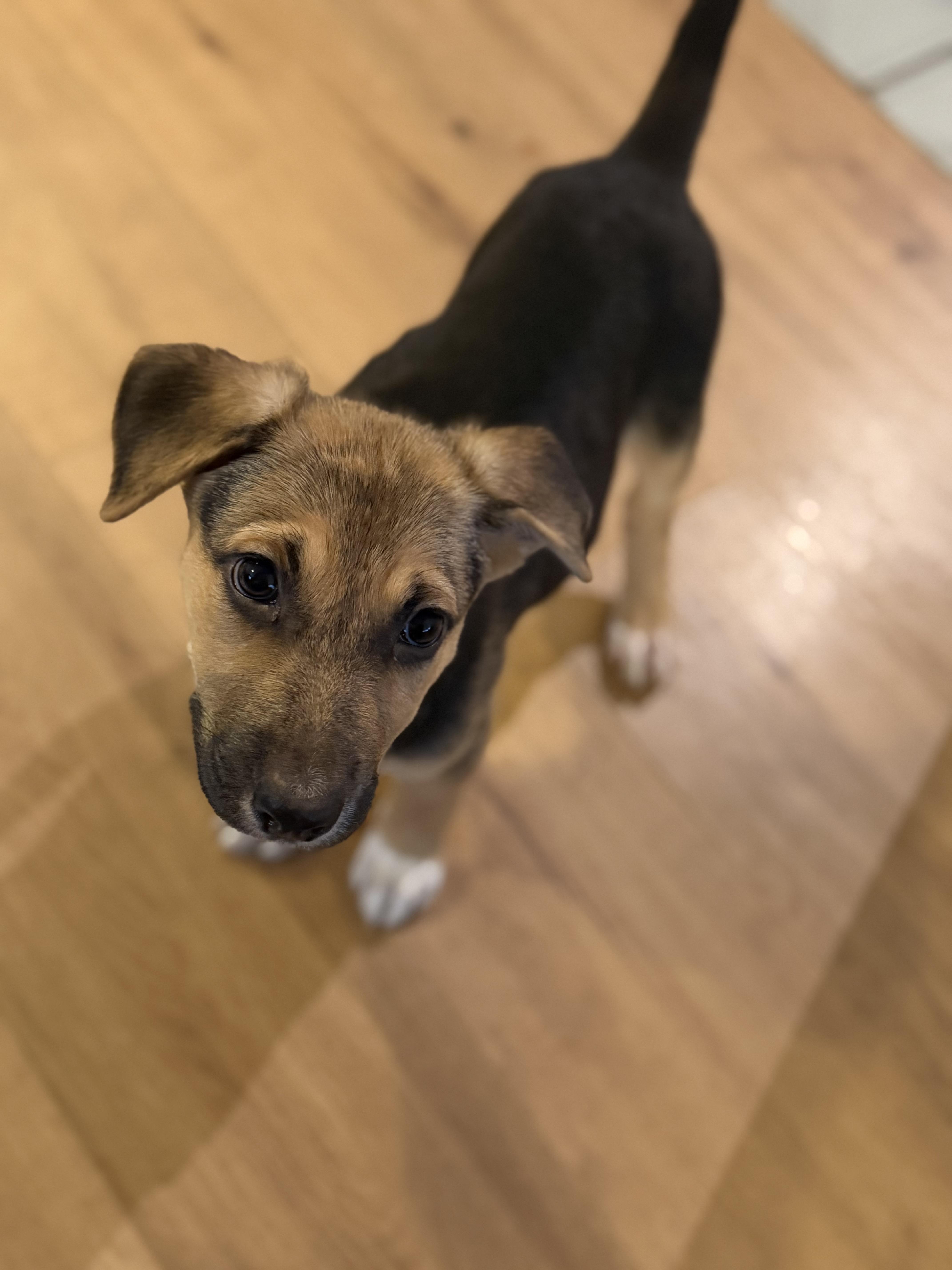 A baby large-sized female German Shepherd Dog dog named Maple for adoption in Park Forest, IL