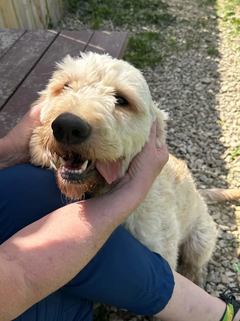 An adult large-sized male White / Cream Poodle dog named Peanut for adoption in Plain City, OH