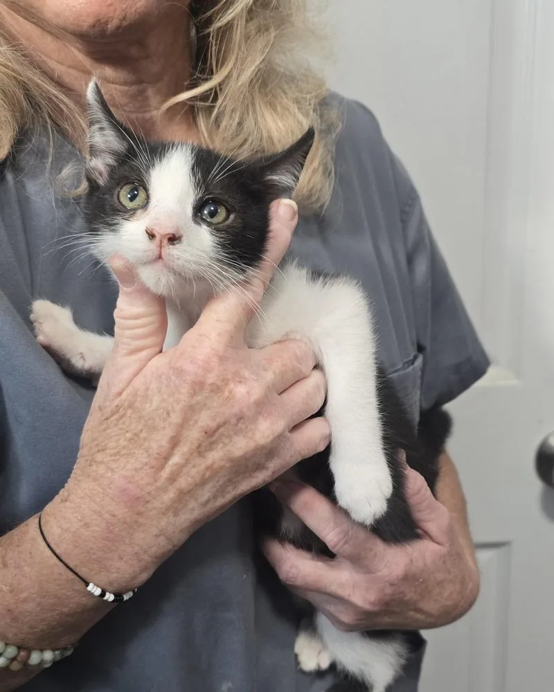 A baby small-sized male Domestic Short Hair cat named Jellybean for adoption in Dickson, TN