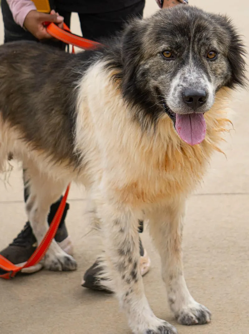 A young large-sized male White / Cream Great Pyrenees dog named Hank for adoption in Gardiner, NY
