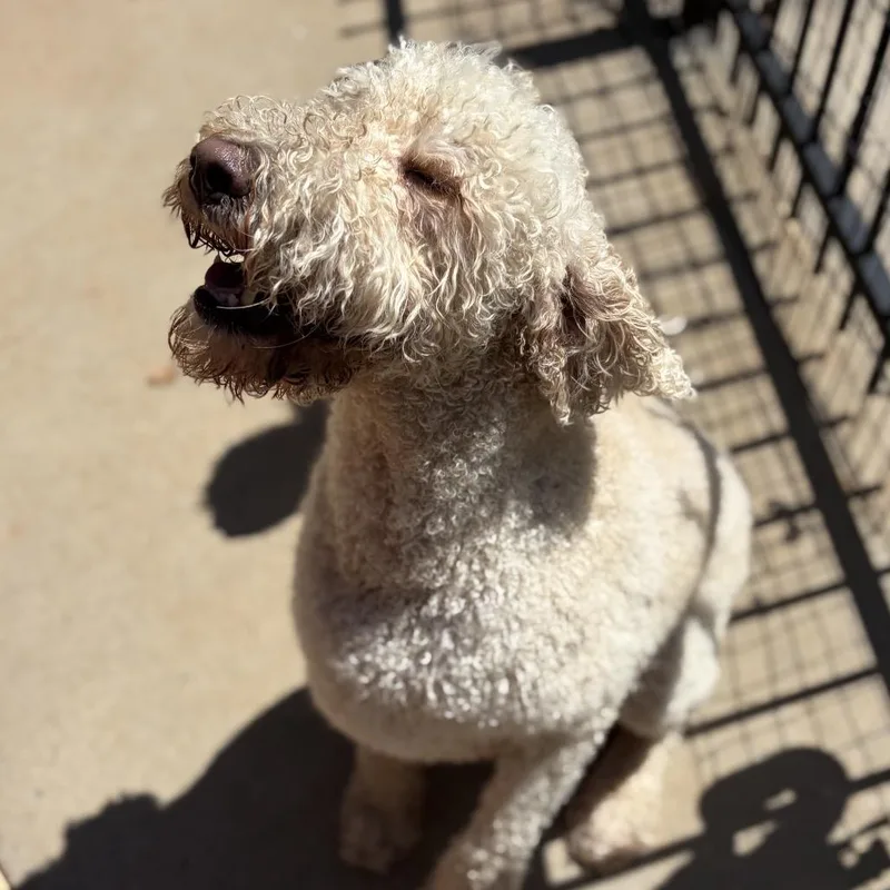 An adult large-sized male Yellow / Tan / Blond / Fawn Poodle dog named Jack for adoption in Fayetteville, GA