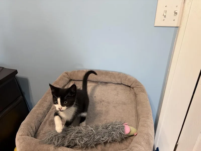 A baby small-sized female Domestic Short Hair cat named Penelope Jn for adoption in Greenville, SC