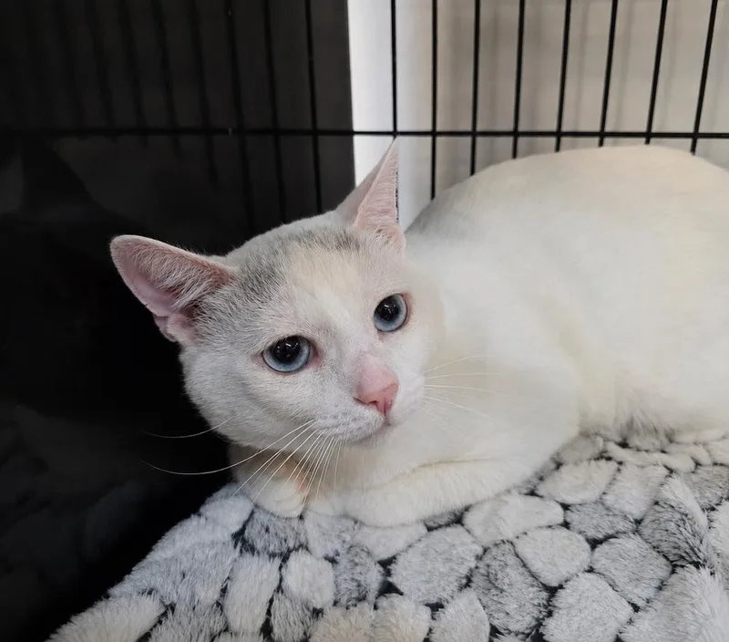 An adult medium-sized male White Siamese cat named Calypso for adoption in Southbury, CT