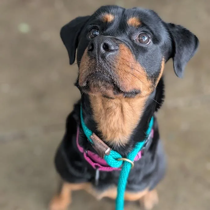 Xyla