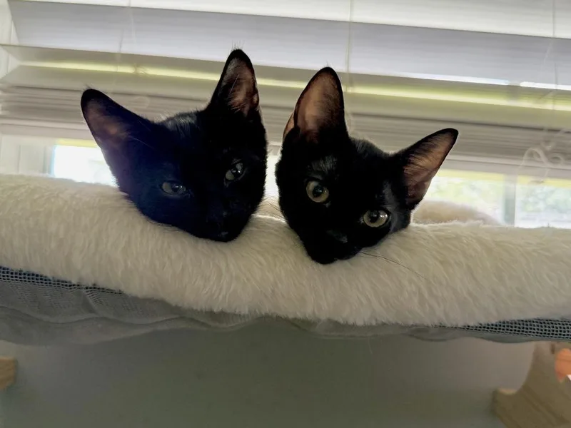 A baby small-sized male Black & White / Tuxedo Domestic Short Hair cat named Darryl for adoption in Orlando, FL