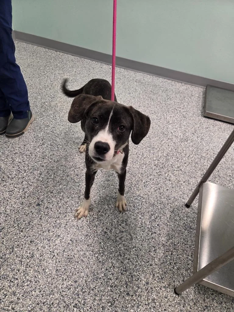 A baby medium-sized female Terrier dog named Hype for adoption in Athens, TN