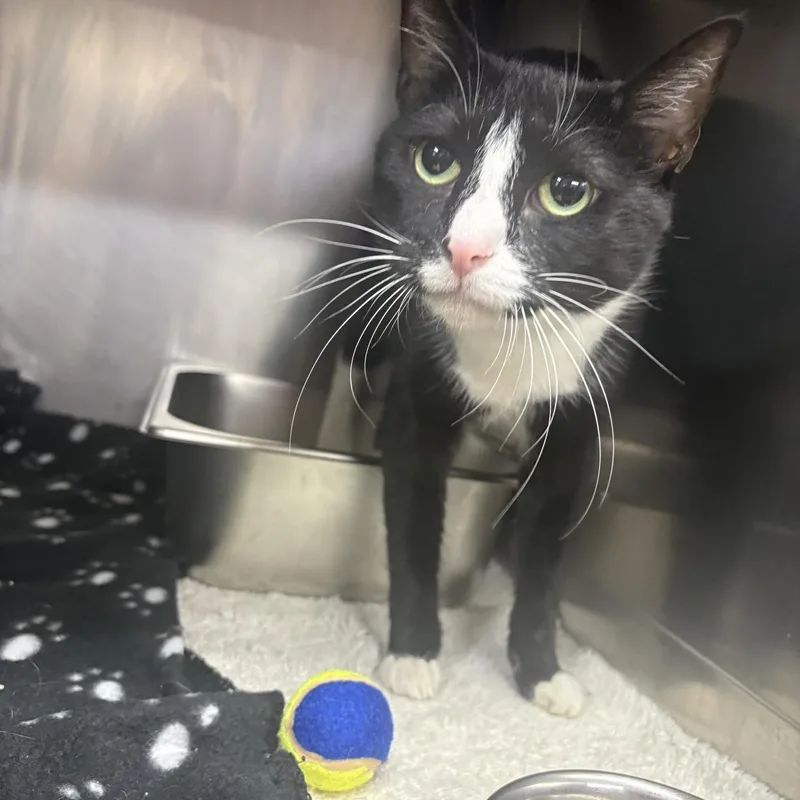 An adult medium-sized female Black & White / Tuxedo Domestic Short Hair cat named Scrubbie for adoption in Saint Charles, MO