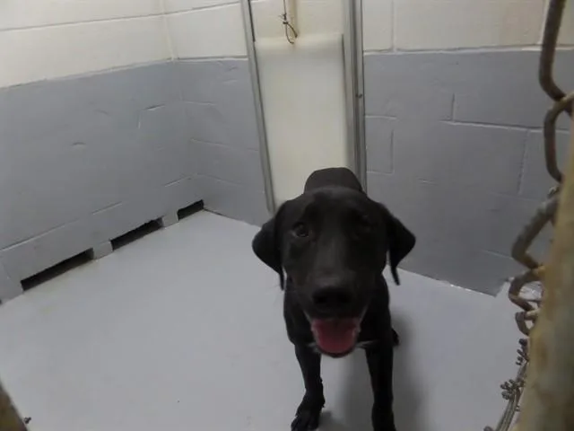 A young large-sized male Labrador Retriever dog named Venom for adoption in Augusta, GA