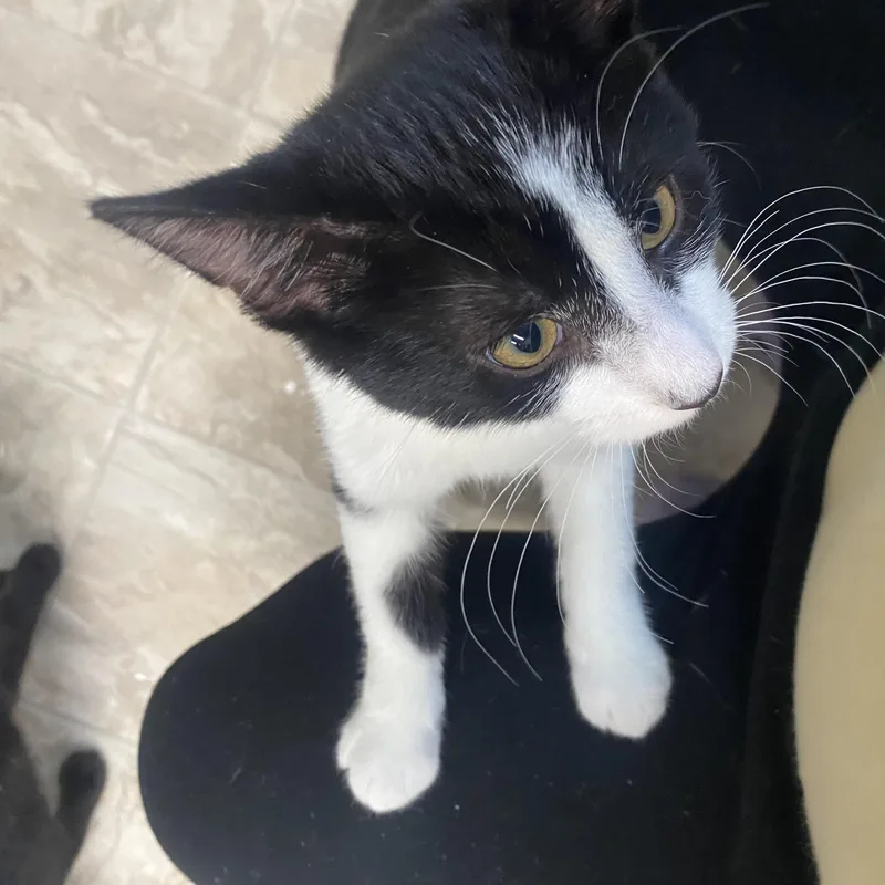 A young medium-sized male Black & White / Tuxedo Domestic Short Hair cat named Froot Loop for adoption in Belleville, MI