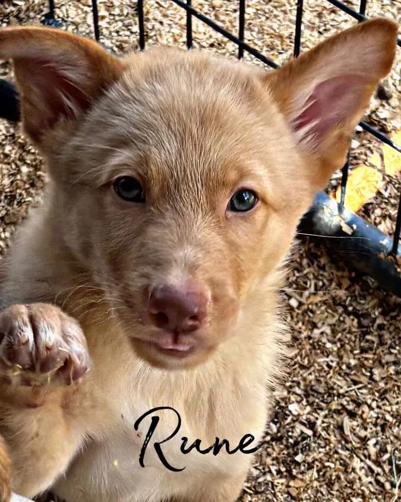 A baby medium-sized male German Shepherd Dog dog named Rune for adoption in Brookshire, TX