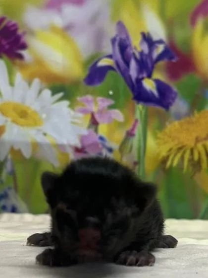 A baby small-sized male Domestic Short Hair cat named Wilfred for adoption in San Antonio, TX