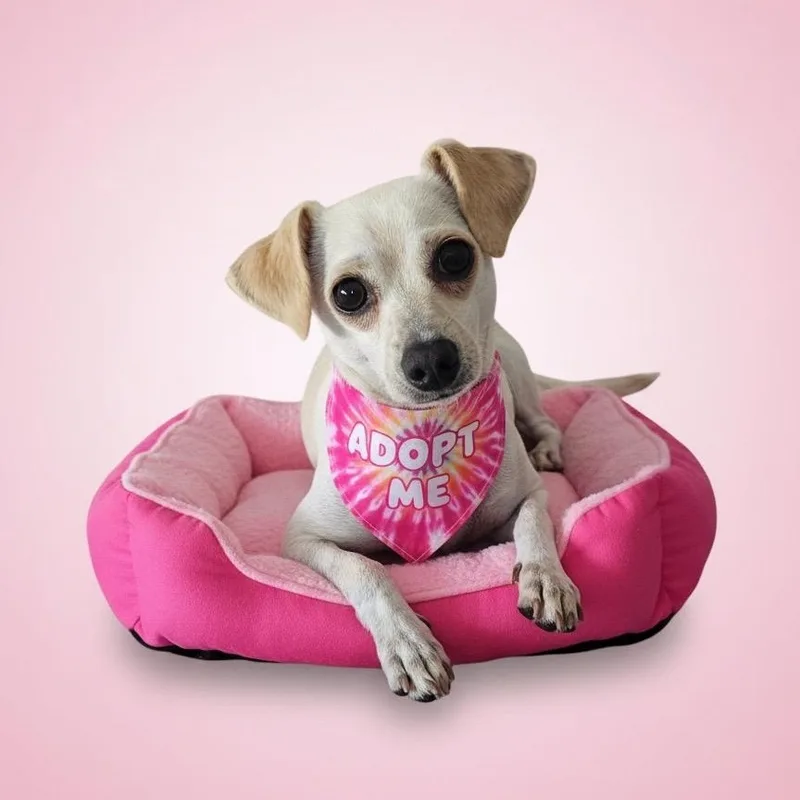 A young small-sized female White / Cream Chihuahua dog named Pattie for adoption in Sun Valley, CA