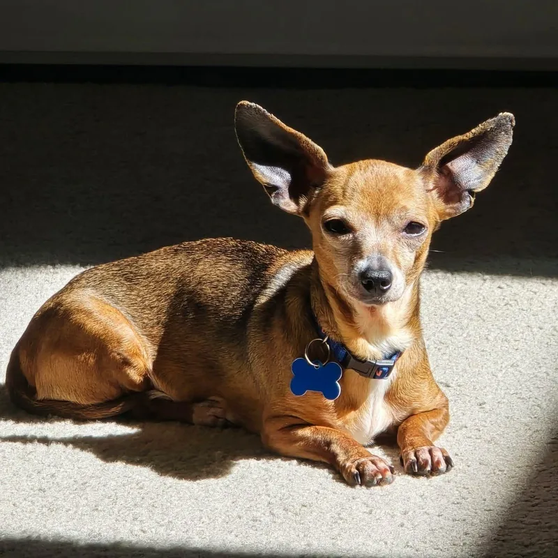 An adult small-sized female Red / Chestnut / Orange Chiweenie dog named Sabine for adoption in Covington, WA