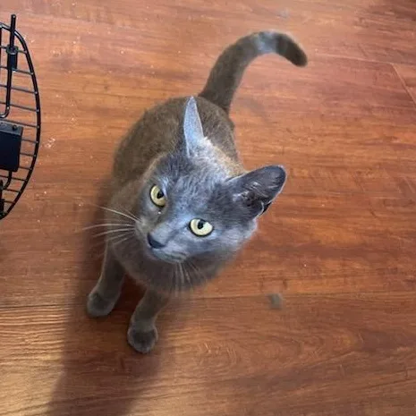 A young medium-sized female Gray / Blue / Silver Russian Blue cat named Pearl for adoption in Eureka, CA