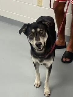 An adult large-sized male Mixed Breed dog named Charlie for adoption in Saint Cloud, FL