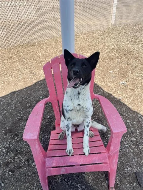 A young medium-sized female Australian Cattle Dog / Blue Heeler dog named Lola for adoption in Albuquerque, NM