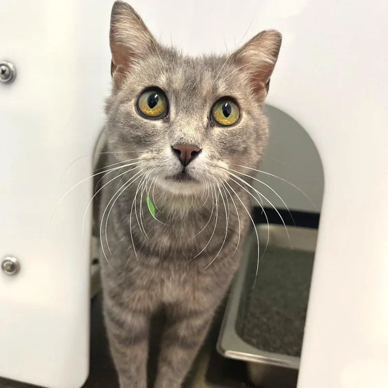 An adult medium-sized female Gray / Blue / Silver Domestic Short Hair cat named Gray for adoption in Fort Wayne, IN