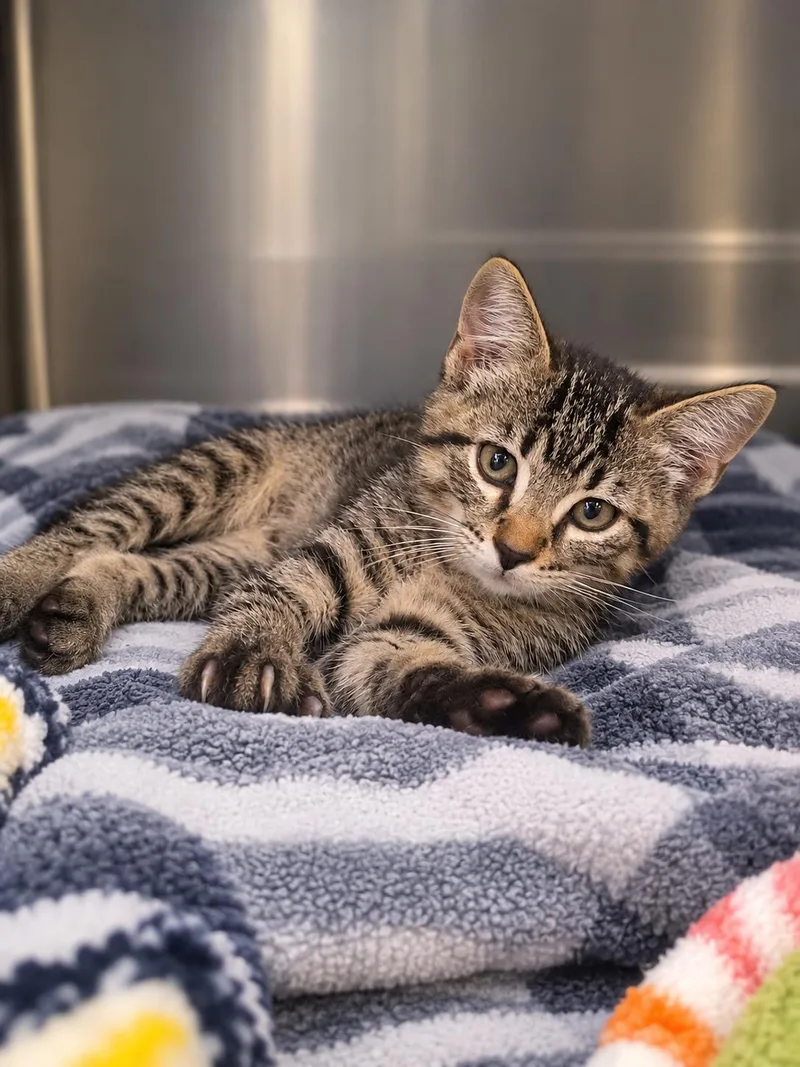 A baby medium-sized male Domestic Short Hair cat named Frack for adoption in Winfield, KS