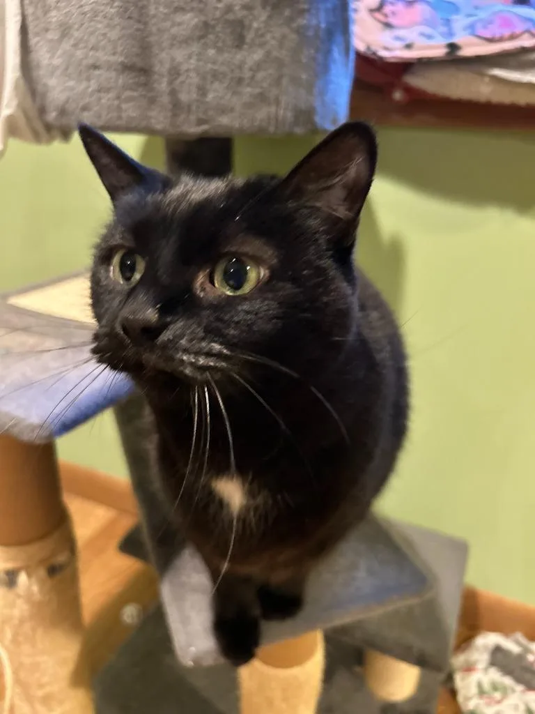 A senior medium-sized female Domestic Short Hair cat named Tinker  Magic for adoption in Minneapolis, MN