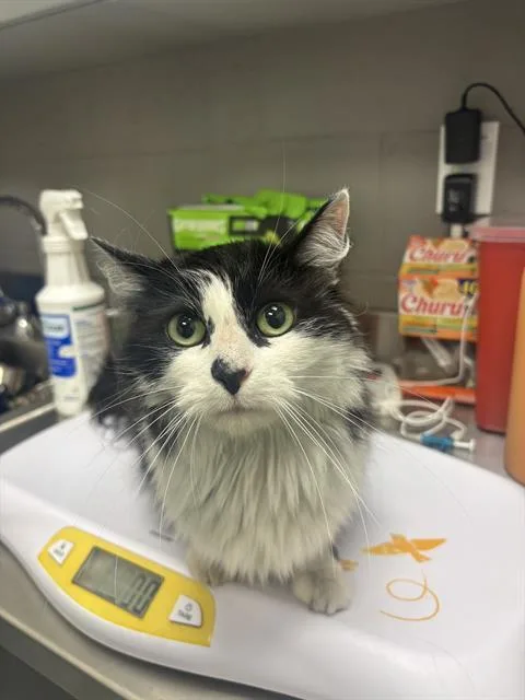 An adult small-sized female Domestic Short Hair cat named Piano for adoption in Indianapolis, IN