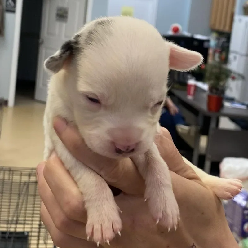 A baby medium-sized female White / Cream Catahoula Leopard Dog dog named Eliza for adoption in Greensboro, GA
