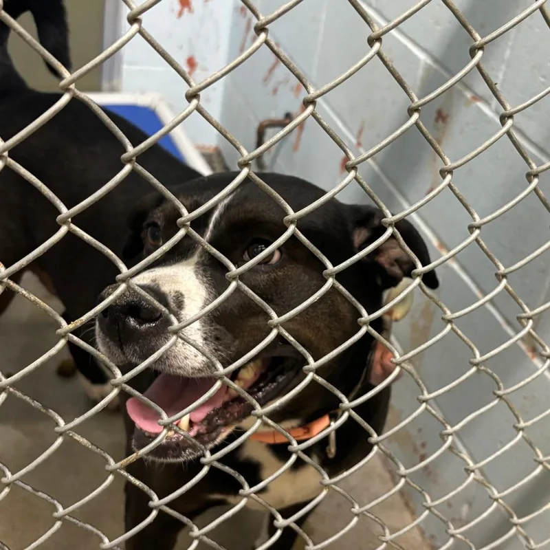 An adult large-sized female Black Mixed Breed dog named Tipsy for adoption in St Joseph, MO