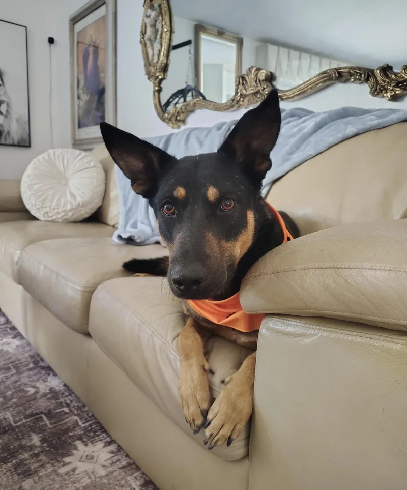 A young large-sized male Shepherd dog named Caleb for adoption in Tarzana, CA