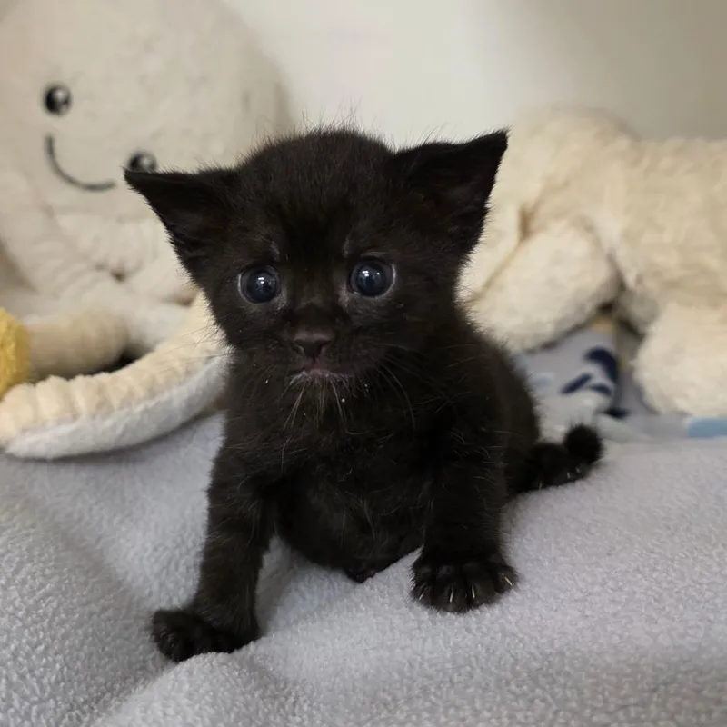 A baby small-sized female Black Domestic Short Hair cat named Itsy Bitsy for adoption in Phoenix, AZ