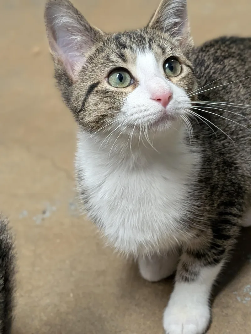 A baby medium-sized female Gray & White Domestic Short Hair cat named Turner for adoption in Tilton, IL