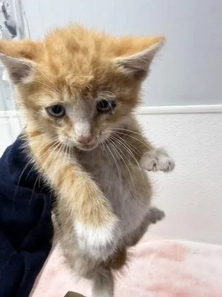 A baby small-sized male Domestic Short Hair cat named Cornflake for adoption in West Chester, PA