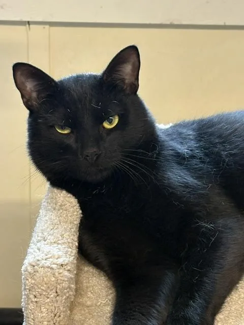 A young medium-sized male Domestic Short Hair cat named Prescott for adoption in Plainville, MA