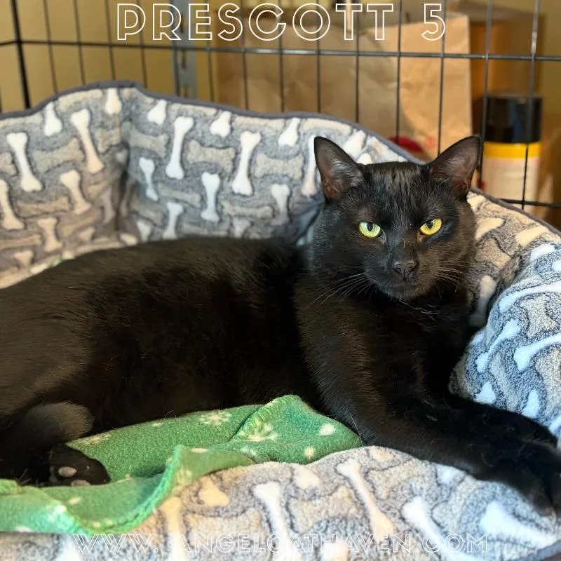 Prescott thumbnail 3