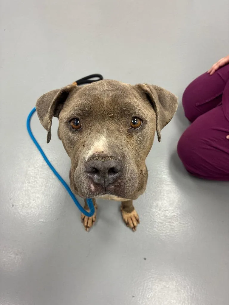 Emerald Fka Diamond thumbnail 2