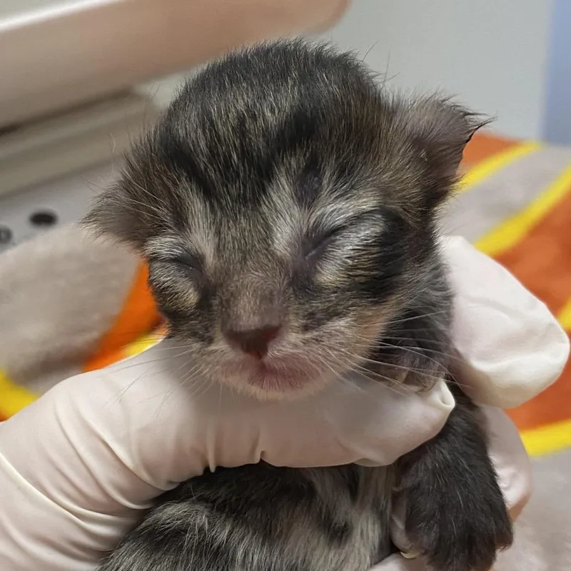 A baby small-sized male Domestic Short Hair cat named Quagmire for adoption in Rifle, CO